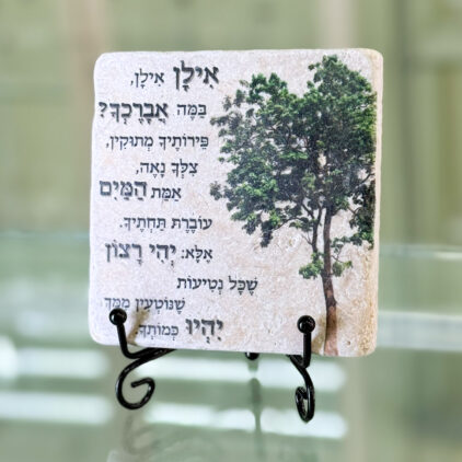 אריח 10/10 -אילן אילן