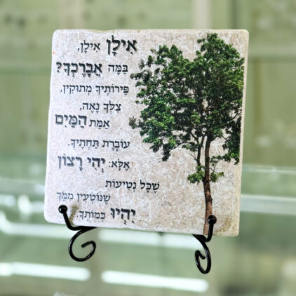אריח 15/15 - אילן אילן