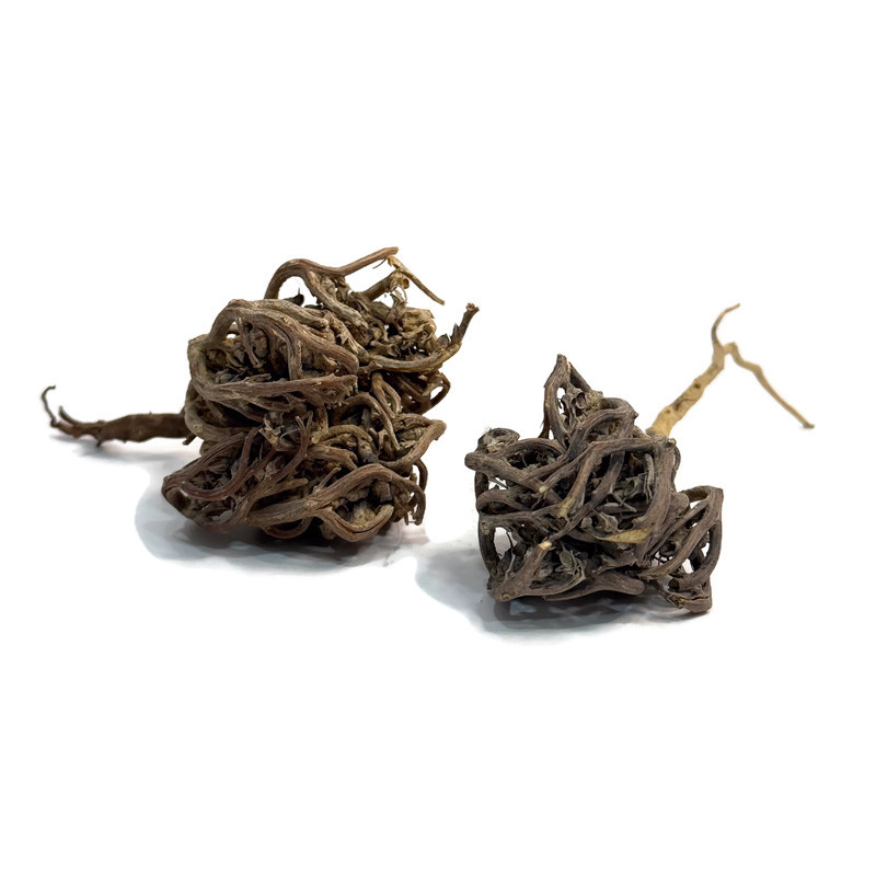 שושנת יריחו שושנת יריחו