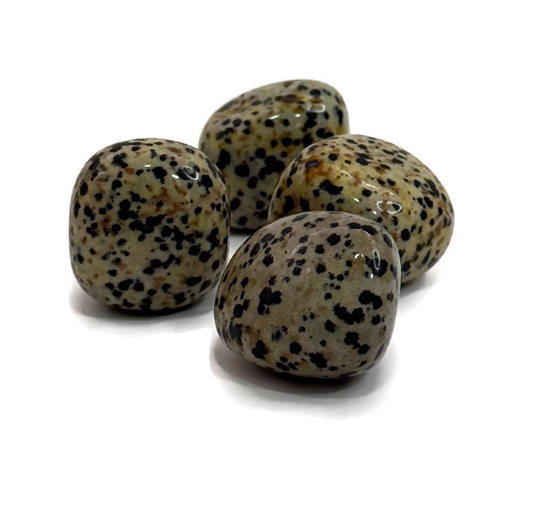 חלוק ג'ספר דלמטי חלוק ג'ספר דלמטי